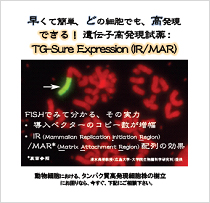 遺伝子高発現試薬