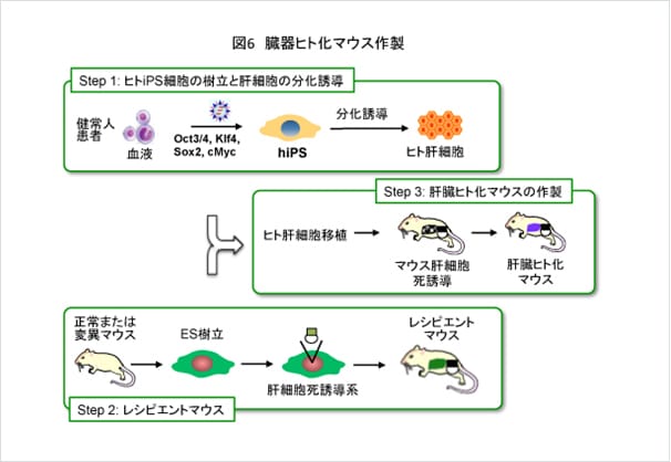 図6 臓器ヒト化マウス作製
