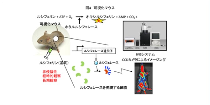 図4 可視化マウス